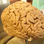 Scientist Pinpoint Brains’ Fear Factory